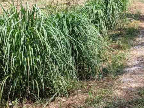 爽やかな香りに包まれる、ブレンドハーブティー１５g袋入りでお届けします。