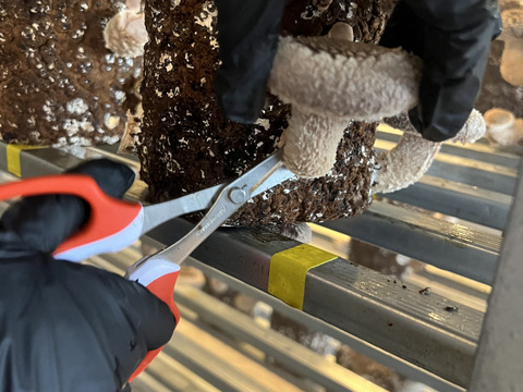 大田区で収穫！東京福しいたけ(500g・パック包装)