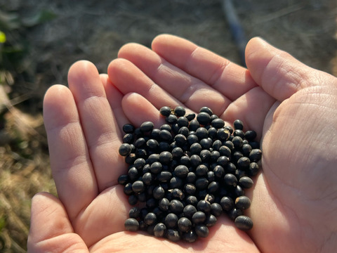 【自然栽培】丹沢山麓の幻の黒千石大豆500g　農薬不使用・肥料不使用 メール便発送
