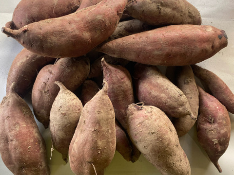自然栽培さつまいも（シルクスイート）5kg