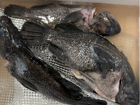 【青森県直送】お試し鮮魚ＢＯＸ　約1キロ