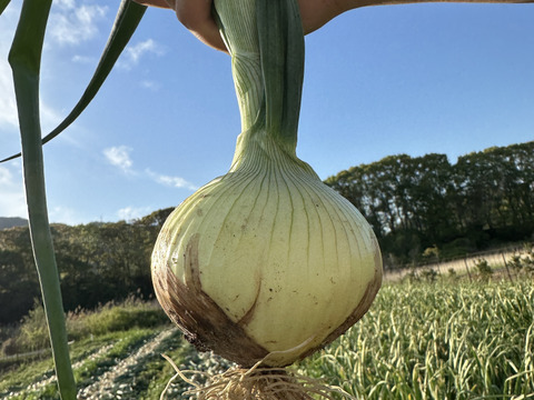 トロあま新玉ねぎ【農薬化学肥料不使用】とっても甘い5キロ15個以上