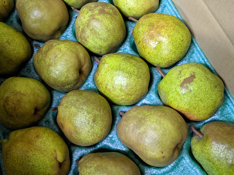 家庭用　ラ・フランス　5kg　１２玉〜１８玉