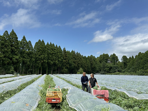 夏を感じるシャリ感抜群 レッドサンスイカ