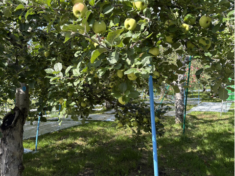 ”さわやかりんご”特別栽培 シナノゴールドＡ品・3㎏