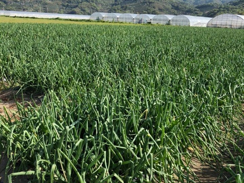 生で食べても甘く美味しい新玉ねぎ　5kg    S サイズ