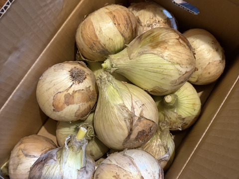 【訳あり5kg】淡路島産新たまねぎ 兵庫県認証食品 ひょうご安心ブランド