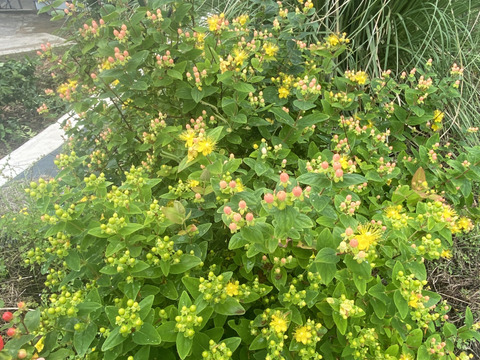 【もりもり花束【生花】かわいいヒペリカムメインのブーケ・・花束・プレゼント可能！】ホワイトレースフラワー・赤とピンクのヒペリカム・ユーカリ