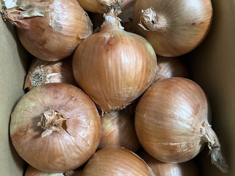 玉ねぎ5kg🅱️🧅淡路島極熟玉葱　シャーロットオニオン　玉ねぎ大国淡路島からのたまねぎ