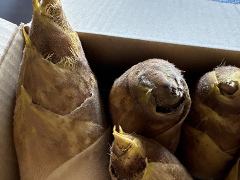 ※予約商品※2026年生たけのこ1.5kg　( 2〜4本入) 採れたてをお届け！