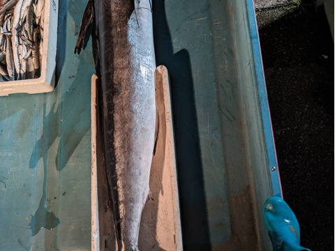 魚詰合せ味付け無し1.5セット11袋