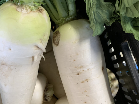 【アースデー企画】旬の訳あり野菜セット※おススメレシピ付き‼