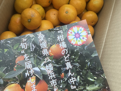 【夜市限定】【家庭用】愛媛みかん 5.5kg(小玉サイズ) ひとくちで恋する♡濃い味みかん♪