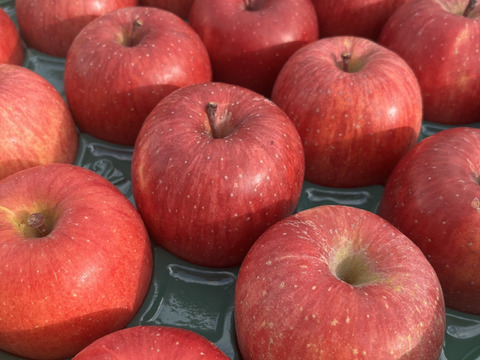 《予約商品》１月中旬～ 小傷 小玉サンふじ 5キロ箱 23～25玉 長野県産