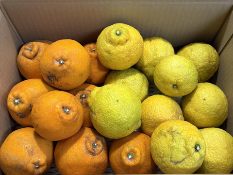 【みかん食べくらべ】はるみ2kgはるか2kg【ゲン担ぎ福袋】少々キズあり大小まざり