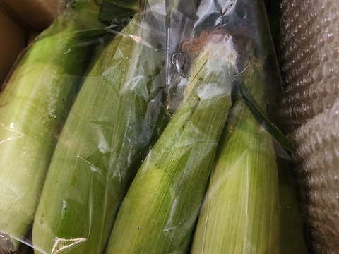 《予約販売開始!!》6/20前後～順次発送開始✩ 美味しい野菜で楽しい食卓を！コーンミュニケーション(^-^)🌽朝採りとうもろこしゴールドラッシュ８本