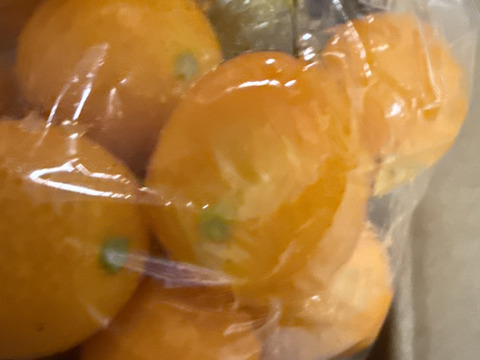 【家庭用】きんかん1kgはるか2.5kg