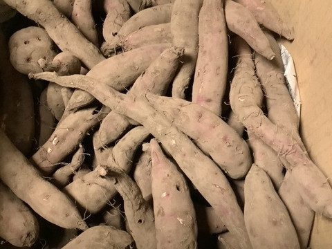 【栽培期間中農薬不使用・自然栽培】　規格外サツマイモ　極スリム・ミニ　紅あずま（3㎏）