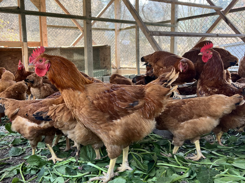 長期飼育地鶏肉　オス1羽セット