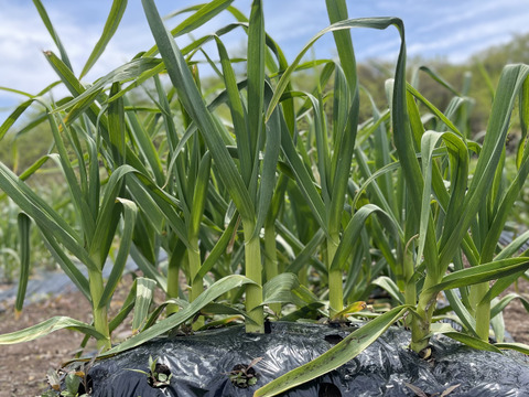 【予約限定】愛媛県四国カルスト大野ヶ原産！
にんにくの芽+にんにくの葉+にんにくのつぼみ　約1kg