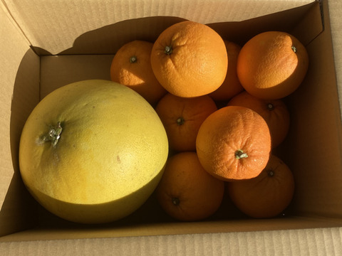 ネーブルオレンジ&晩白柚【柑橘食べ比べ】