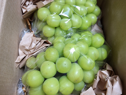 【すぐ出荷】まだ間に合う！朝採れ直送・旬の甘さ！秋限定シャインマスカット（600g×2房入り）【敬老の日ギフト】【朝市限定】