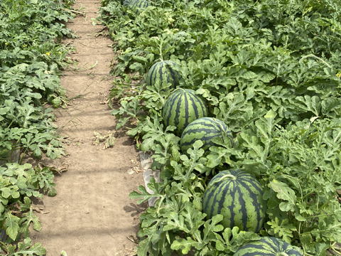 思わず笑顔が溢れる♡驚くほど甘〜い！祭りばやし大玉スイカ【4Lサイズ10〜12キロ/1玉】数量限定！