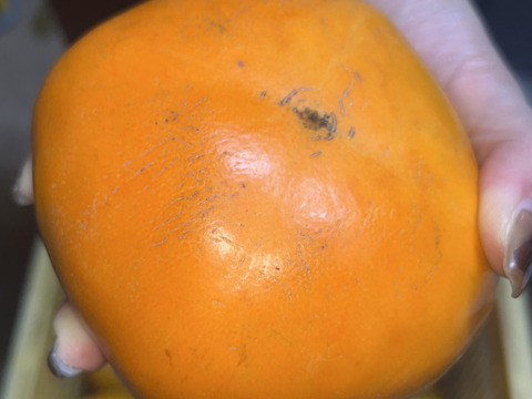 産地直送！ECサイト初出品《送料無料B良品5Kg（キズほぼなし）◎どんどん出荷中◎橋本の種無し柿