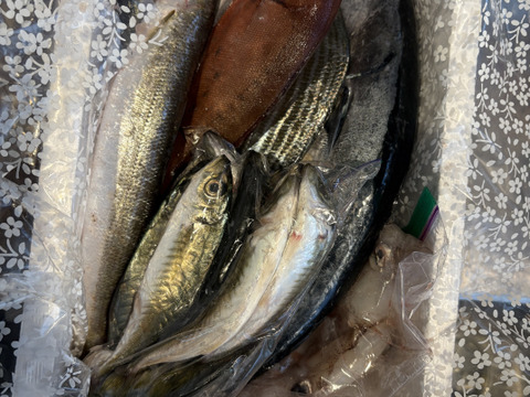 【未利用魚】漁師直送！捌かず食べれる！？おさかなセット【少人数向けサイズ】