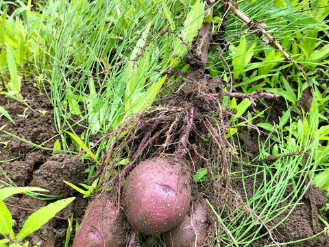 自然栽培のじゃがいも「アンデスレッド」　１kg