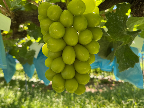 【芳醇な香り・あふれる果汁】家庭用シャインマスカット２房