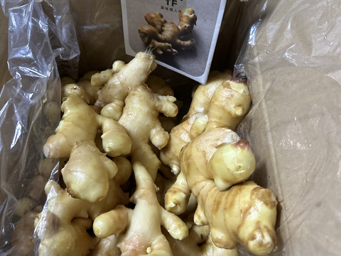 【業務用・訳アリ品】柔らかい！薬味屋人作の島原百年生姜®〈新生姜〉（3kg）