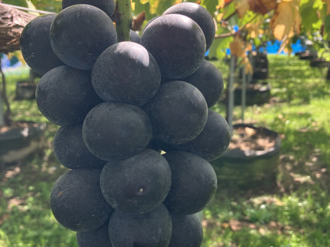 2026年予約販売★濃厚な藤稔 1～1.2kg（2房）☆濃厚！新鮮でジューシー 種無しの藤稔です。9月中旬発送。果汁たっぷり、種なし、お奨め、青森県産、贈答、ギフト、家庭用にも