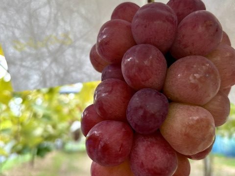 【数量限定】紅色シャイン品種スカーレット  1房500g~