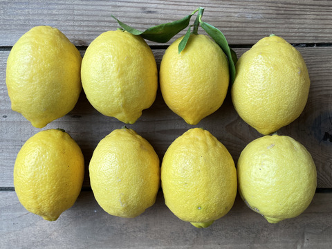 〔秀・優〕完熟レモン・果汁たっぷり！『ATAMI de LEMON®』２Kg-爽やか芳醇- 品種お任せ