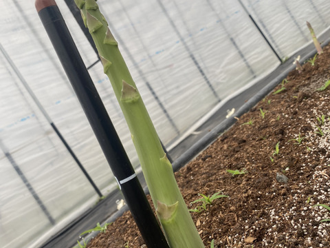 水の都 熊本の渓谷育ち｜甘み溢れる「極太」アスパラガス 500g