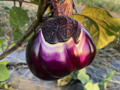 固定種　栽培期間農薬不使用　朝採り　世界一美味しい　フィレンツェナス　お試し