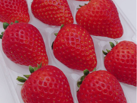 ジュワ～と果汁！贈答用！完熟とちあいか！やさしく苺を包むゆりカーゴ梱包！今話題の甘さが際立つ品種です！
約270g×2パック