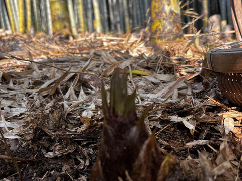 プロ管理竹林のやわらか春タケノコ（出雲産)