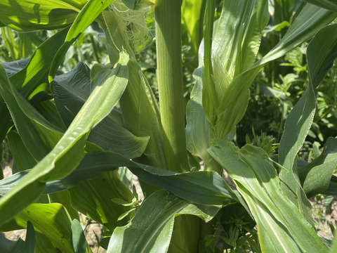 ホワイトショコラベイビーコーン50本セット🌽