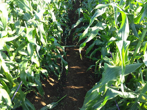 『最終出荷』【新鮮朝採り・当日クール便発送】フルーツみたいな甘さ！とうもろこし『プレミアム味来』3kg・8～10本