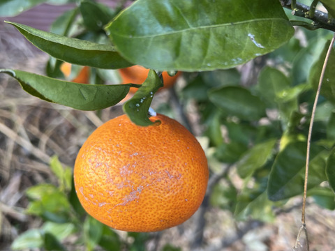 【早生アソート】見た目はあまり良くないけれど甘酸っぱい早生みかん2キロ【農薬不使用】