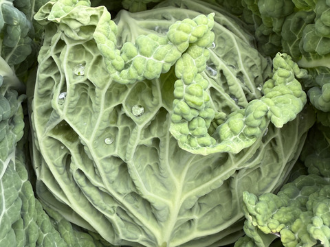 ロールキャベツやスープに サヴォイキャベツ 約2kg