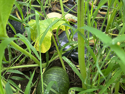 [埼玉寄居発] 甘くてホクホク九重栗(大)2個