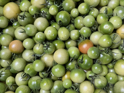 【数量限定】青トマト！未熟青採りミニトマト　家庭用1.8kg