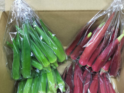 オクラ60本　発送タイミングおまかせ　赤オクラは生食オススメ