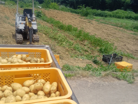 【Sサイズ】農薬・化学肥料不使用！小芋コロコロ一口サイズのデジマ3kg