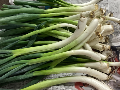 野菜箱80サイズにキャベツ１ブロッコリ２とネギ2kgくらい