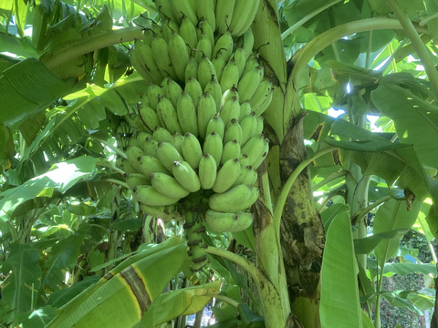 冷凍ナムワバナナ500g・３P