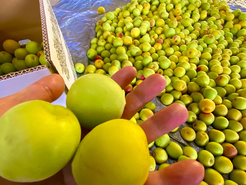 最終販売！樹上の自然完熟！【西果樹園の南高梅】５ｋｇ